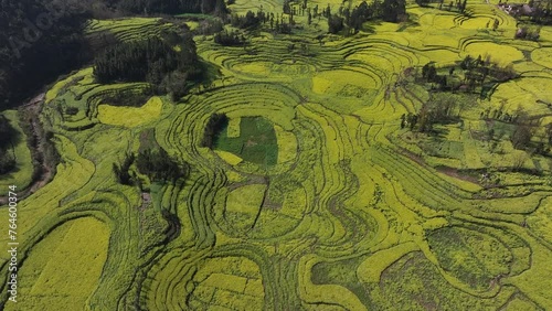 Aerial view of Golden Canola fields in Luositian, Luoping county, Yunnan, China photo