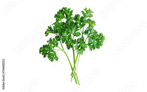 Savory Delights with Fresh Parsley