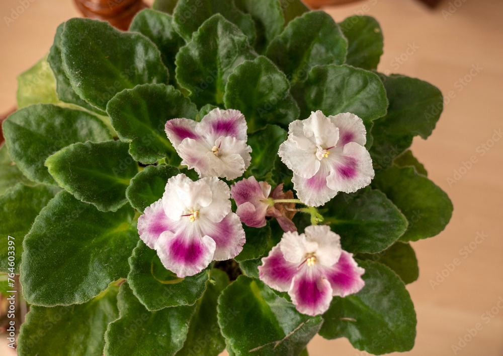Fototapeta premium blooming violet flower in flower pot,