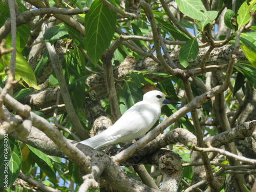 Gygis blanche sur l’île aux Cocos à Rodrigues