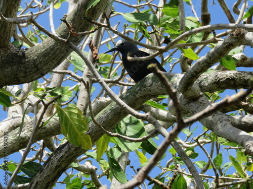 Noddi brun sur l’île aux Cocos à Rodrigues