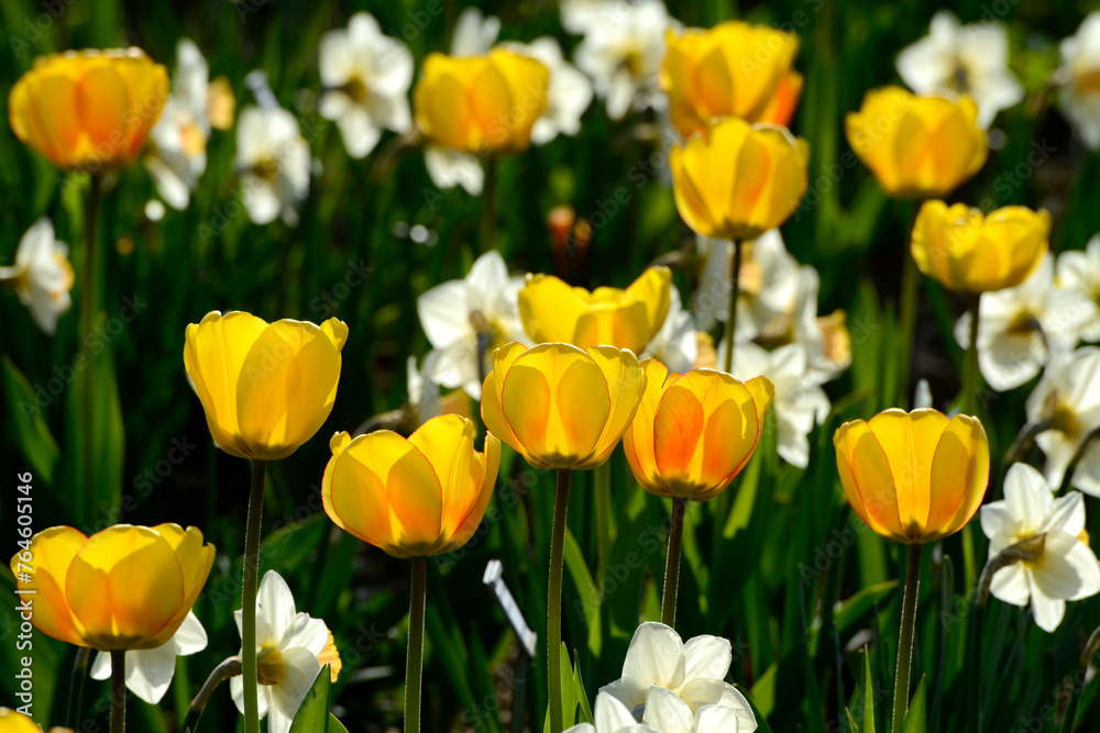 Tulpen, Tulipa spp., Narzissen, Narcissus Tulpen, Tulipa spp., Narzissen, Narcissus