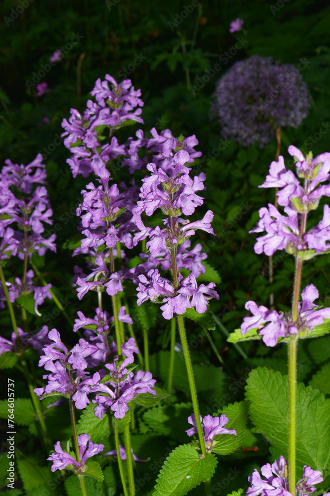 Großblütiger Ziest, Stachys grandiflora, Superba Großblütiger Ziest, Stachys grandiflora, Superba