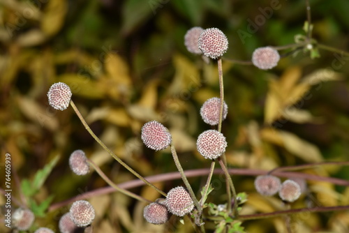 Herbst-Anemone,  Anemone hupehensis L., Samenstände,  Einzelpflanze, Pflanzendetail photo