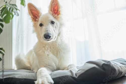 A purebred white shepherd puppy lies on its bed at home.