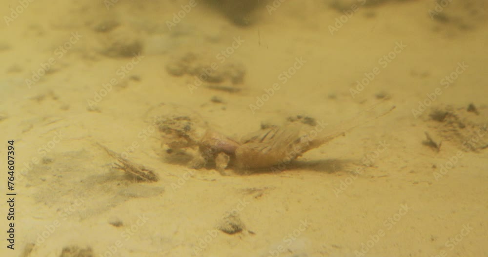 Long-tailed mayfly nymph at the bottom of river Tisza in Serbia Long-tailed mayfly nymph at the bottom of river Tisza in Serbia
