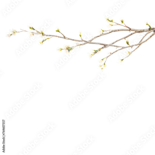 branch of a tree PNG.Ai