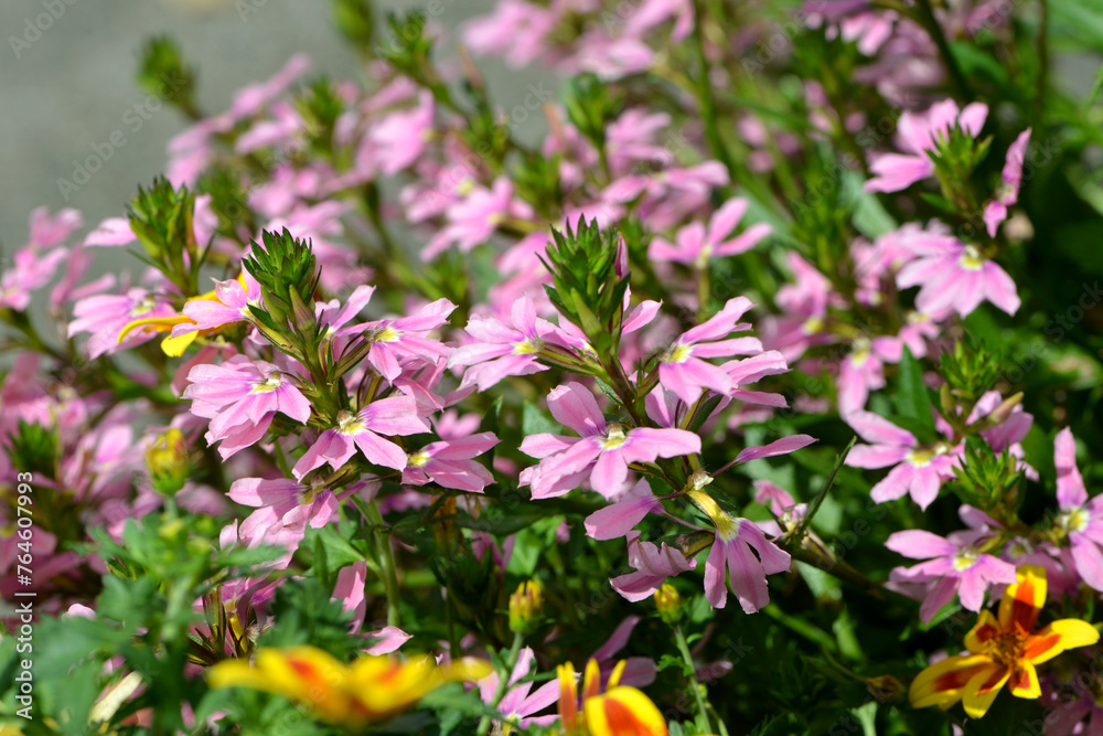Fächerblume, Scaevola aemula, Select Pink Tongue Fächerblume, Scaevola aemula, Select Pink Tongue