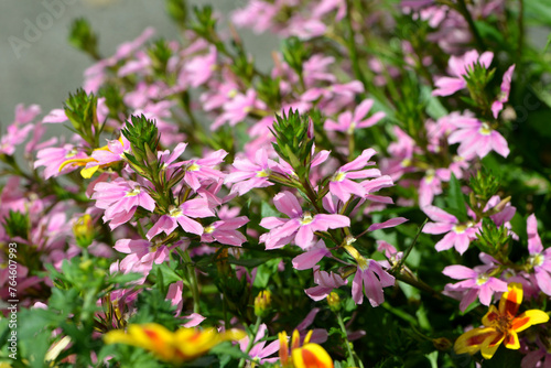 F  cherblume   Scaevola aemula   Select Pink Tongue