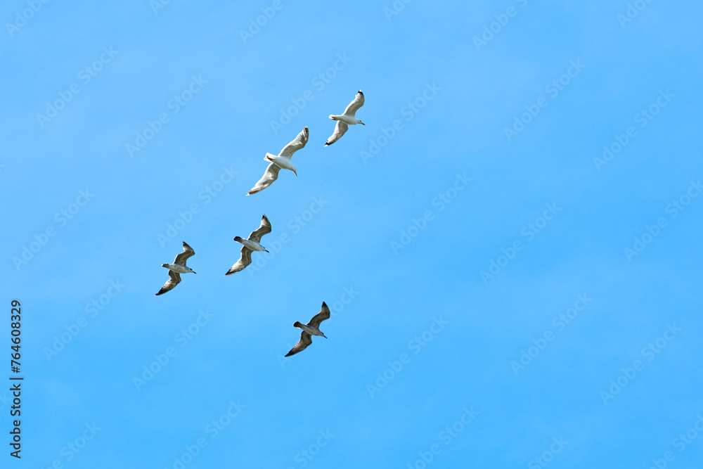 Majestic large Baltic gulls flying in bright blue summer sky, great black backed seabirds reflecting unity and harmony with synchronized movement symbolizes collective strength Majestic large Baltic gulls flying in bright blue summer sky, great black backed seabirds reflecting unity and harmony with synchronized movement symbolizes collective strength