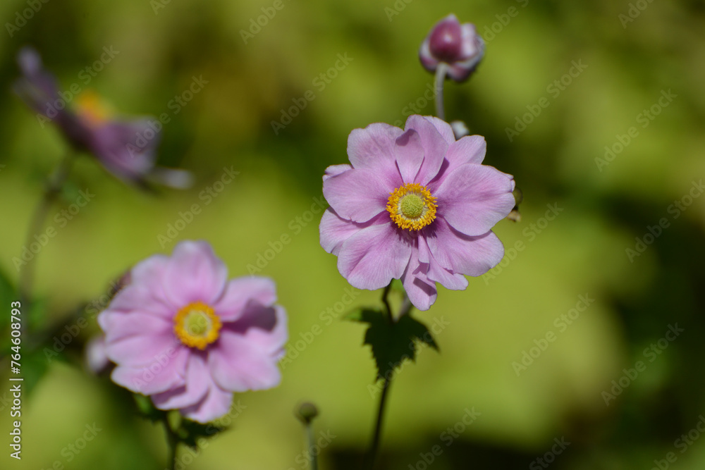 Blühende Herbst-Anemone,  Anemone hupehensis L., Einzelpflanze, Pflanzengruppe,  Gartenbeet