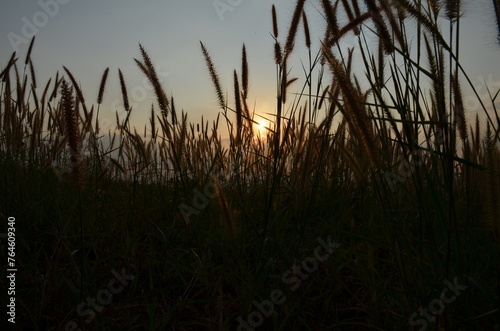 reeds at sunset photo