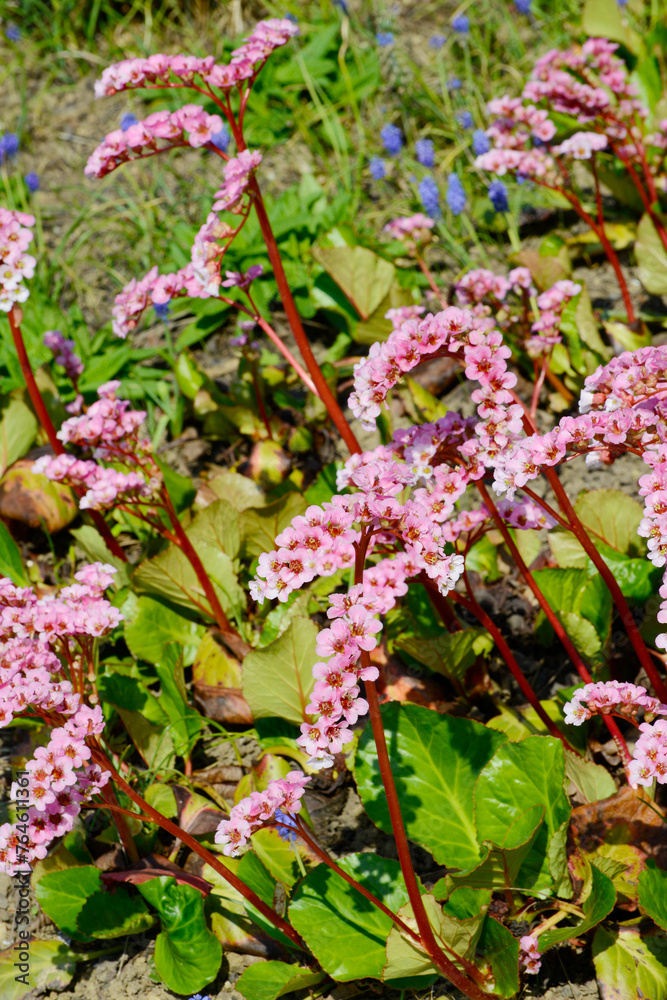 Obraz premium Bergenie, Bergenia, Schneekönigin