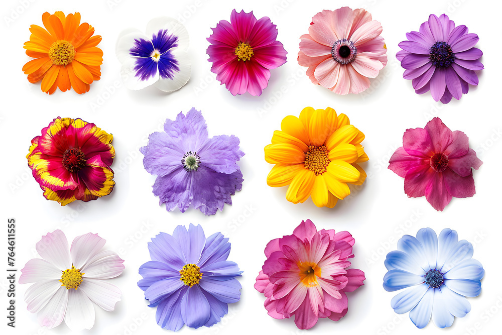 Set of colorful seasonal bloom isolated on white background