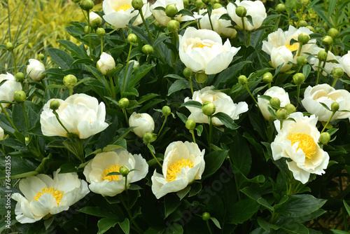 Fototapeta Naklejka Na Ścianę i Meble -  Chinesische Edel-Pfingstrose, Paeonia, Jan van Leeuwen, Lactifloragruppe