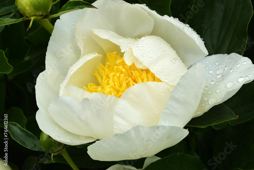 Fototapeta Naklejka Na Ścianę i Meble -  Chinesische Edel-Pfingstrose, Paeonia, Jan van Leeuwen, Lactifloragruppe