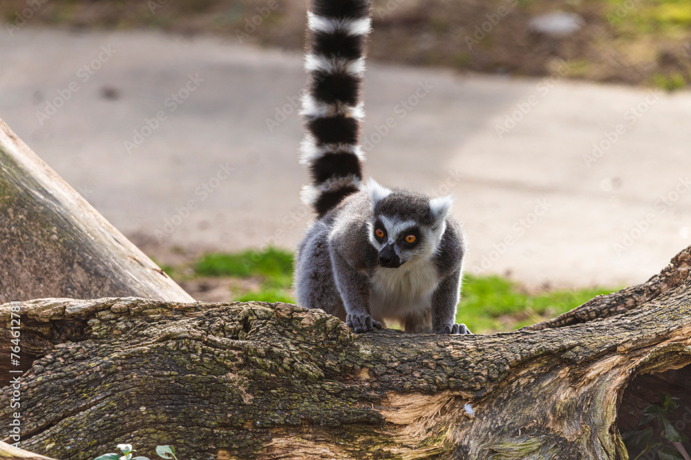 Obraz premium fotografias de un lemur contento jugando libremente 