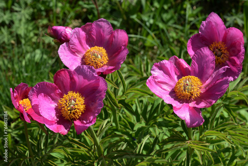 Pfingstrose, Gewöhnliche Pfingstrose, Paeonia officinalis photo