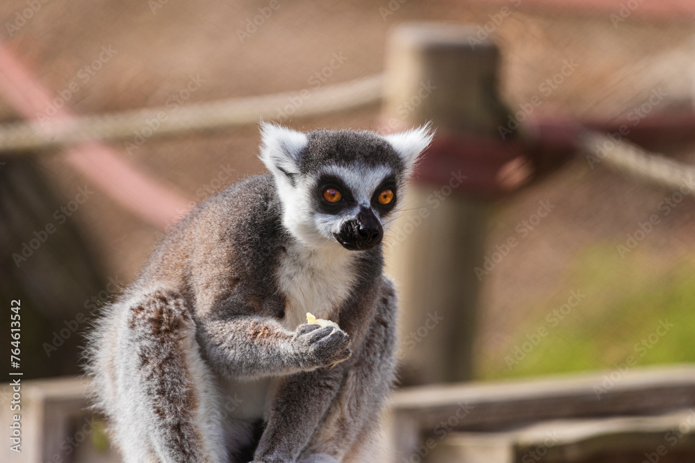 Obraz premium fotografias de un lemur contento jugando libremente 