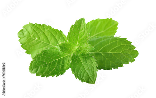 Exploring the Refreshing World of Spearmint