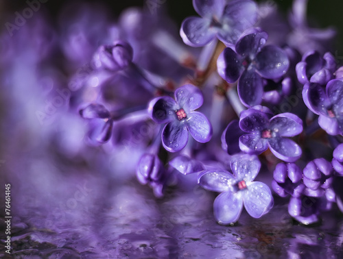 Fototapeta Naklejka Na Ścianę i Meble -  lilac lilac on wet artistic background close up. lilac flower background
