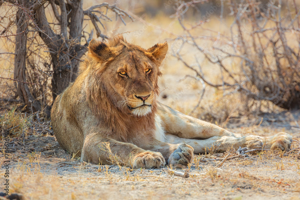 young male Lion (Panthera leo) resting in the shade of a tree during the hottest part of the day, Etosha National Park, Namibia
young male Lion (Panthera leo) resting in the shade of a tree during the hottest part of the day, Etosha National Park, Namibia