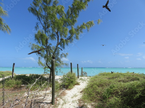 Noddi bruns survolant l’île aux Cocos à Rodrigues
