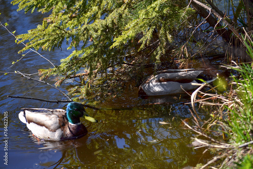Ducks swim in a pond near the shore