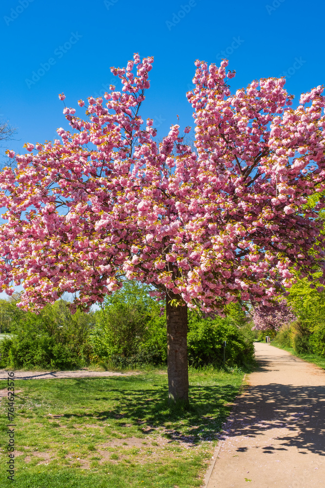A Japanese cherry tree in full bloom in Wiesbaden Germany on the banks of the Rhine