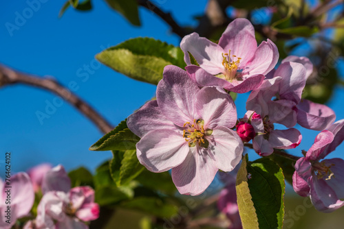 Close-up of pink cherry blossoms near Frauenstein - Germany in the Rheingau