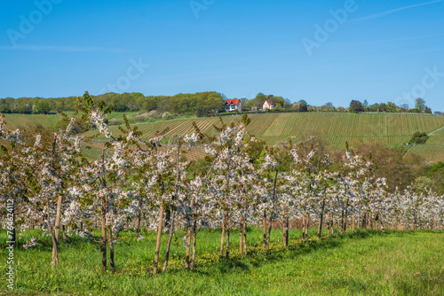 Blooming cherry trees under a blue sky in Frauenstein - Germany in the Rheingau