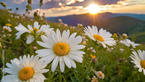 Video animation of  serene moment at dusk.  a profusion of white daisies with vibrant yellow centers blooms gracefully photo