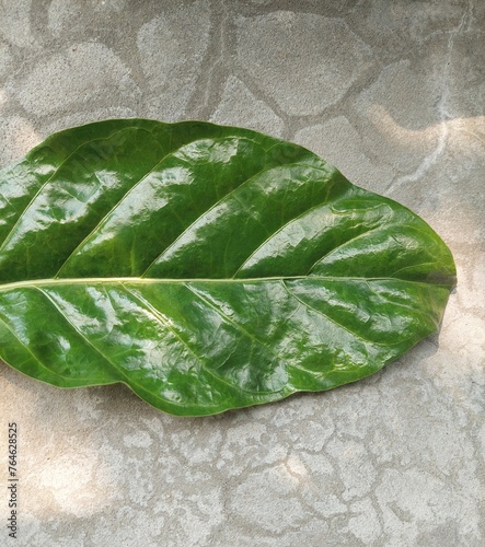 Close up Great morinda, Tahitian noni, Indian mulberry, Beach mulberry leaves on the cement floor background