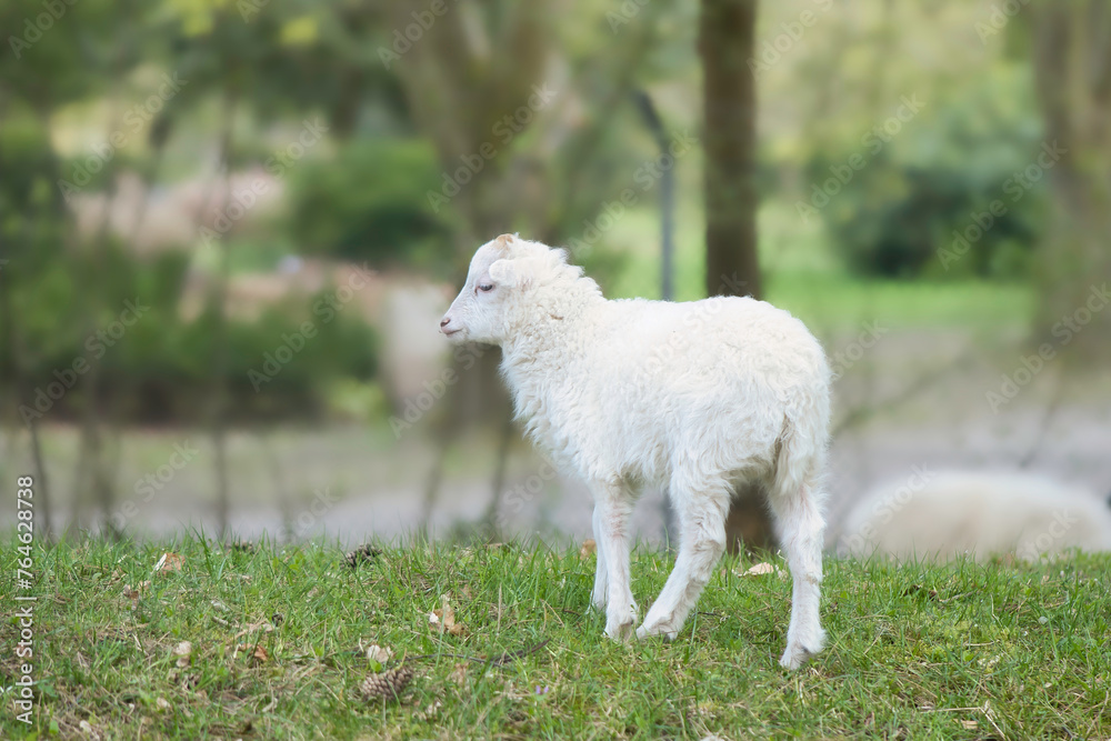 Easter lamb standing on a green meadow. White wool on a farm animal on a farm Easter lamb standing on a green meadow. White wool on a farm animal on a farm