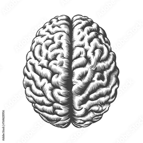 Monochrome vintage engraving human brain illustration in front view isolated on white background. Black and white hand drawn brain sketch