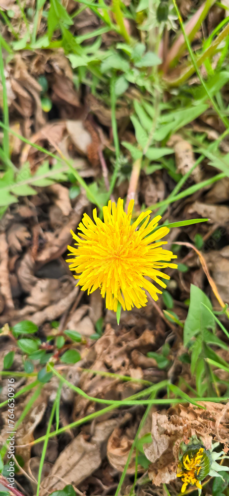Common dandelion (Taraxacum sect. Ruderalia) Common dandelion (Taraxacum sect. Ruderalia)