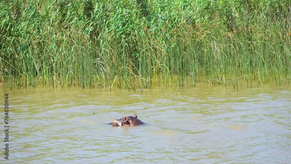 Two large hippos are seen swimming gracefully in a river, displaying their powerful strokes and streamlined bodies as they move through the water. Two large hippos are seen swimming gracefully in a river, displaying their powerful strokes and streamlined bodies as they move through the water.
