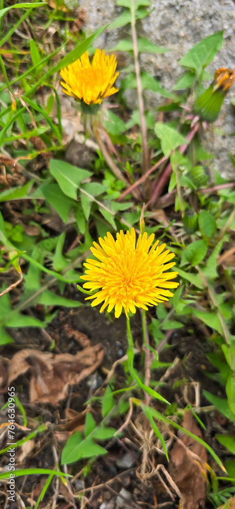 Common dandelion (Taraxacum sect. Ruderalia) Common dandelion (Taraxacum sect. Ruderalia)