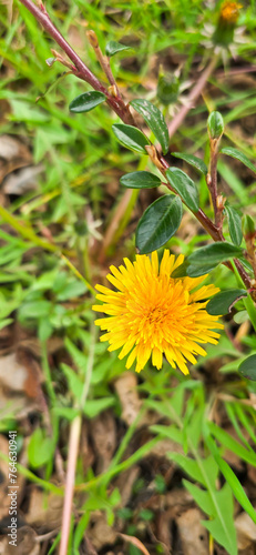 Common dandelion  Taraxacum sect. Ruderalia 