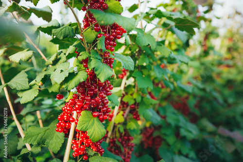 macro photography of red currant berries hanging from the bushes, against the backdrop of the garden