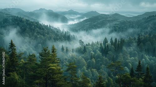 A Captivating View Of Fog and Mystical Woodland Moody Forest Landscape © Muhammad_Waqar