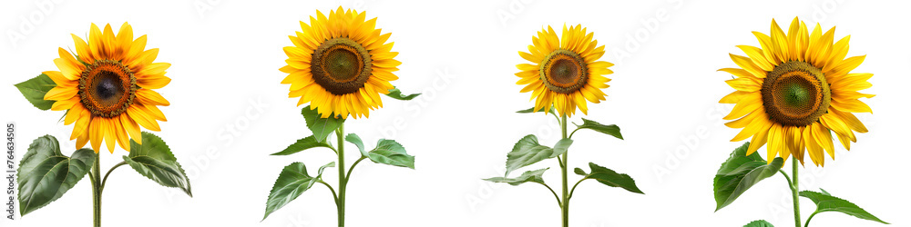 Obraz premium Set of Vibrant Sunflower - On Transparent Background