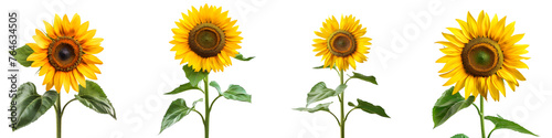 Set of Vibrant Sunflower - On Transparent Background