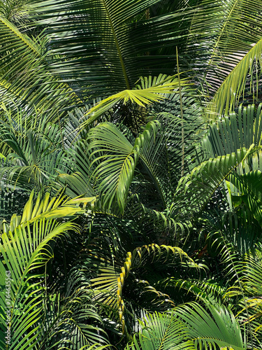 Green tropical palm leaves natural texture vertical background