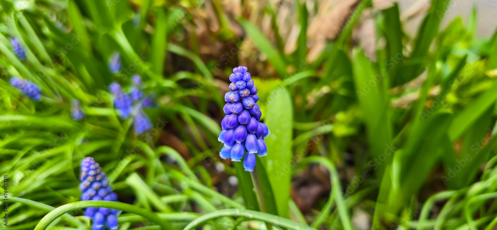 Macro shot of a purple flowering grape hyacinth Macro shot of a purple flowering grape hyacinth