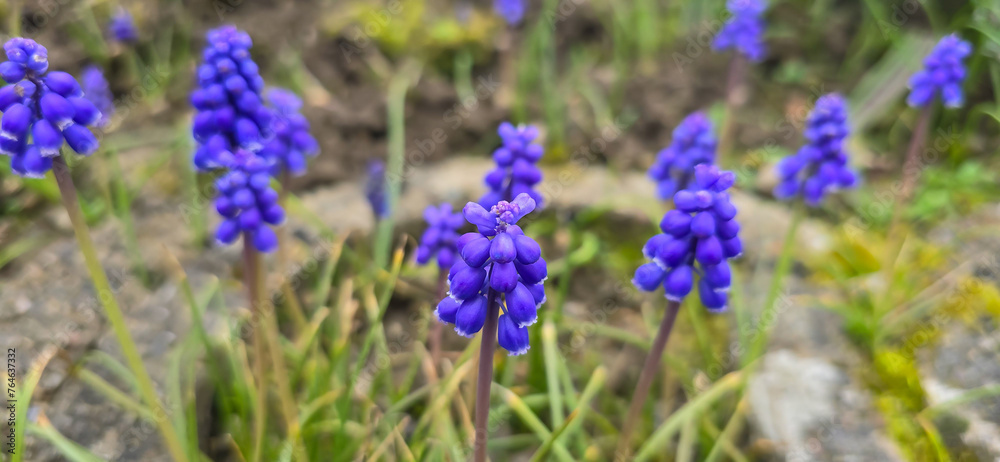 Macro shot of a purple flowering grape hyacinth