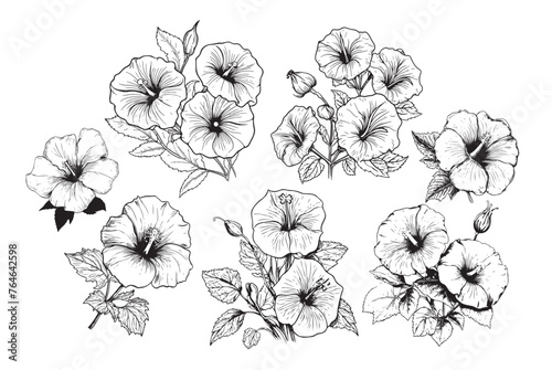 Collection set of morning glory flower and leaves drawing illustration. for pattern, logo, template, banner, posters, invitation and greeting card design.