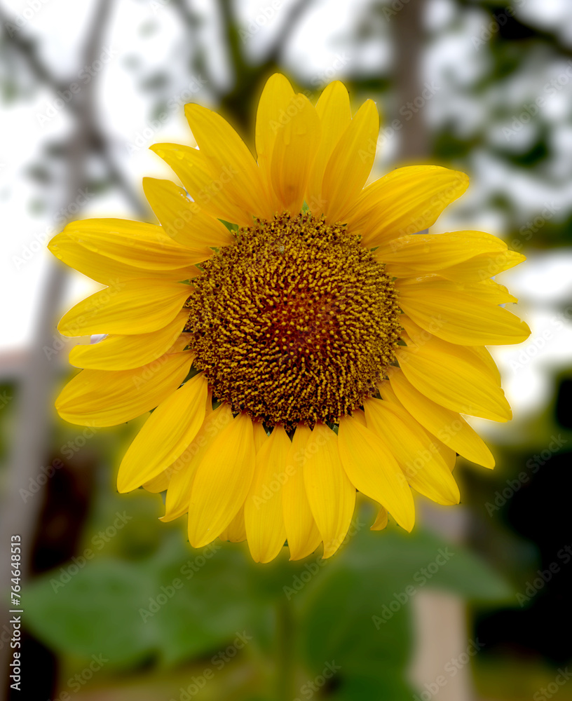 Fototapeta premium tournesol