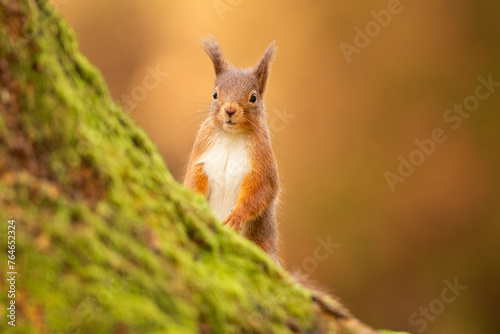 Red Squirrel on a mossy tree, Cumbria, UK. © Wirestock
