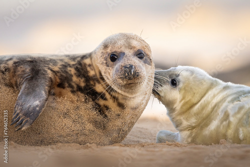 Young Grey Seal pup with its mum on the beach in Norfolk, UK.